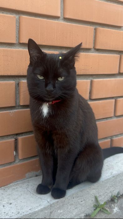 Пропала черная кошка