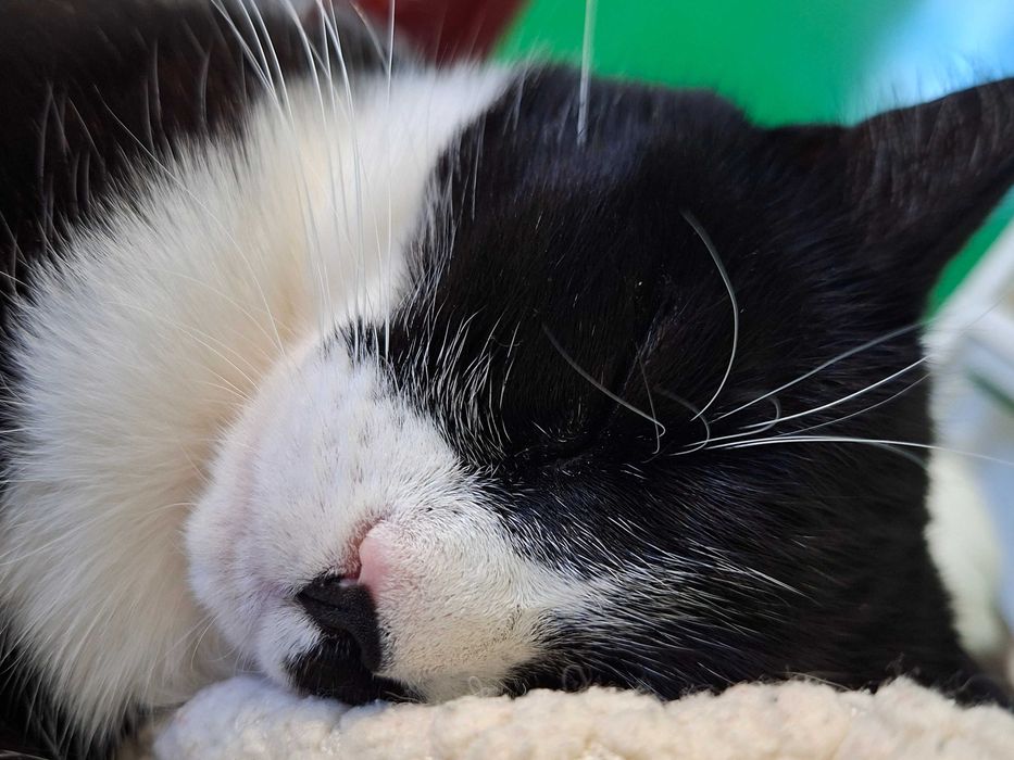 Adoptie pisica cuplu Martafoii, curte, se aduc in tara