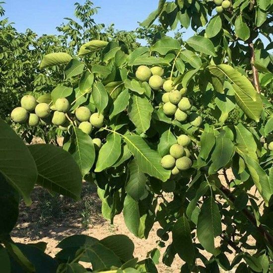 Vand nuci selecționate pentru plantat soiul jupanes