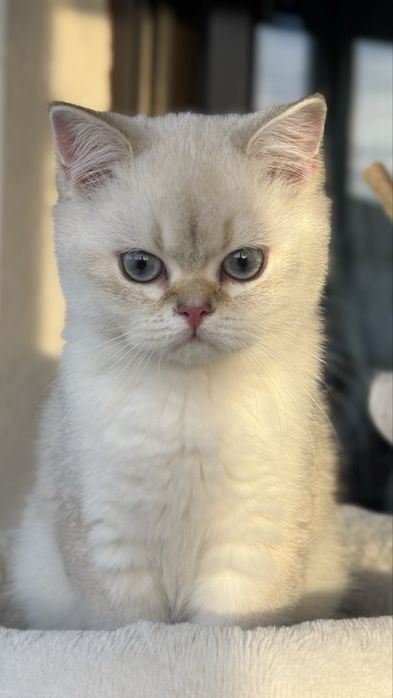 British shorthair - Mascul