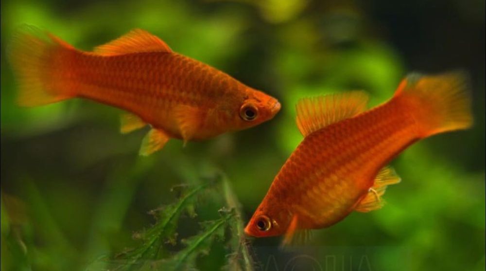 Аквариумные рыбки