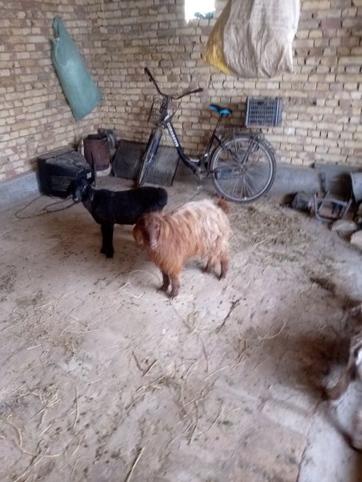 Kalshox bug6z echki sotiladi