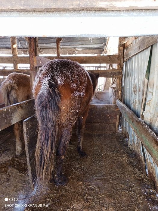 Продам тай жирный