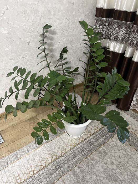 Доллоровое дерево. Замиокулькас