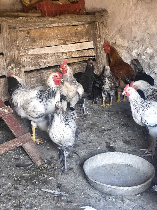 Cocosi țărănești