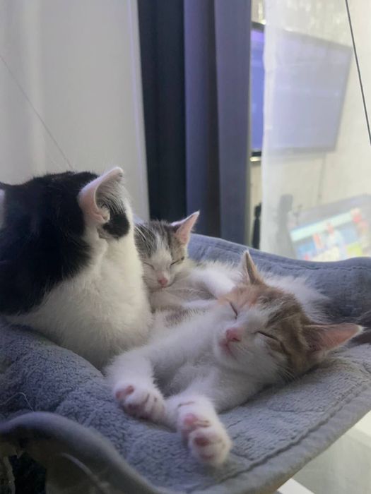отдам котят в дрбрве руки