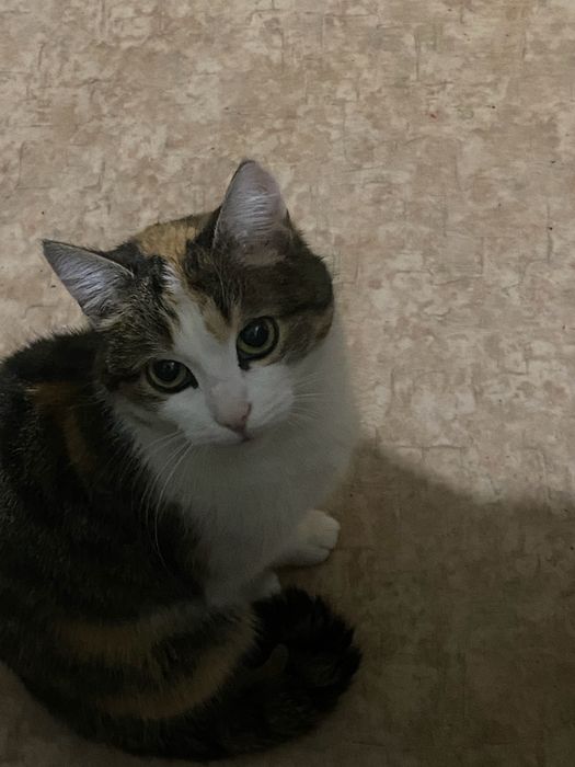 Отдам Кошку бесплатно