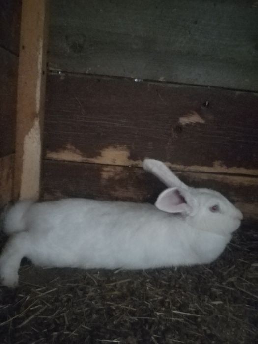 Vând iepuroaice gestante și masculi