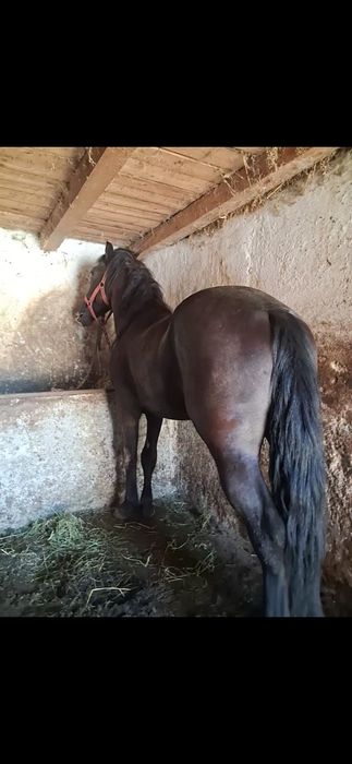 Vand metis de frizian de 1 an si 8 luni accept orice proba