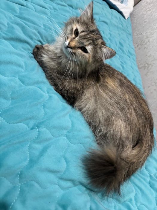 отдам кошку в хорошие руки