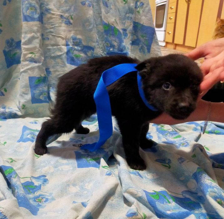 Щенки, бесплатно