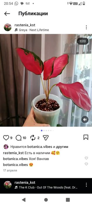 Распродажа цветов
