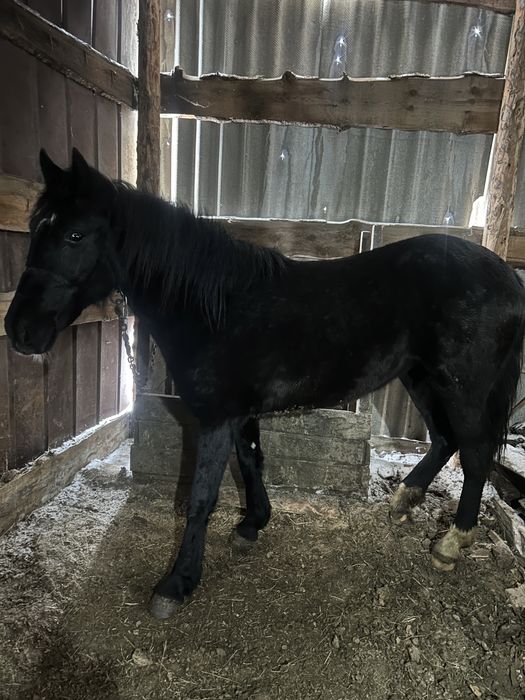 Продам кобылку 2х летка