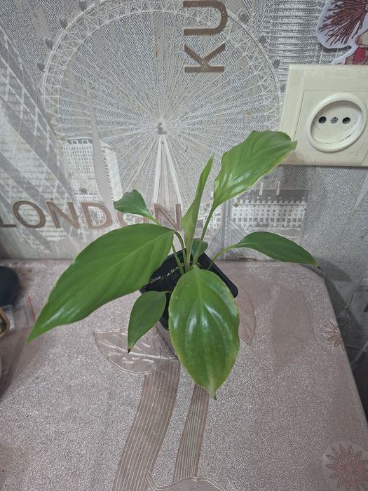 Продам комнатные цветы