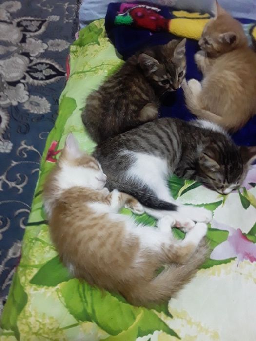 Котята в добрые руки