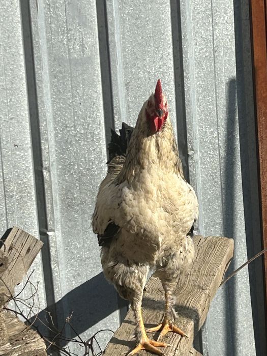 Продам курей, петухов молодых. Вывод 2025 июнь