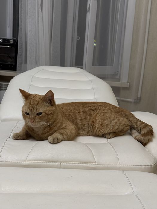 Отдадим котика в добрые руки