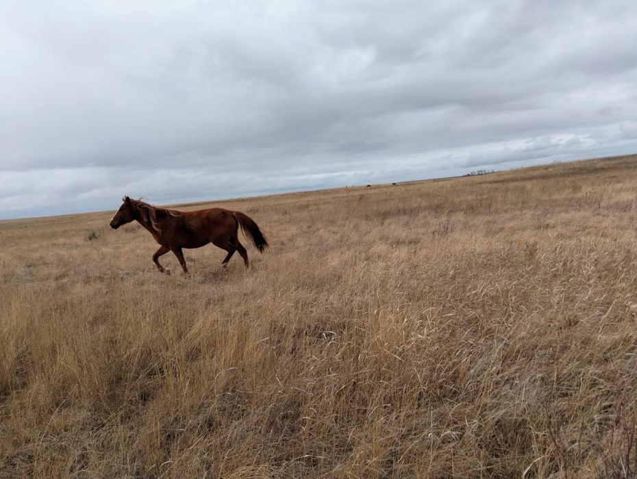 Жылқылар сатылады