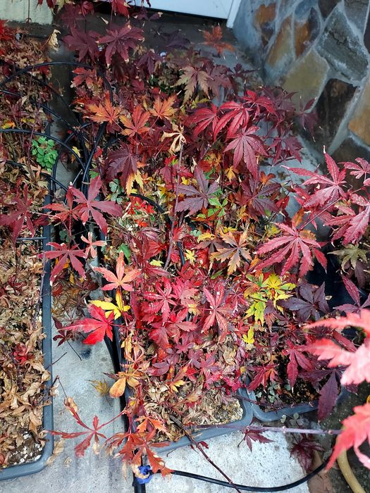 Seminte Artar Japonez Rosu/Verde (Acer Palmatum) 2025
