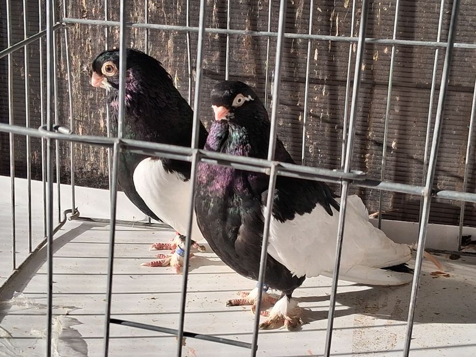 Vând porumbei baltati