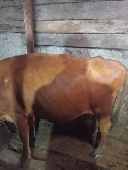 Продам.   карову