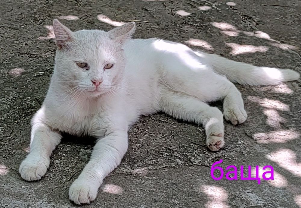 Бели котенца, сини очи, зелени очи,7 мес.Британска късокосместа