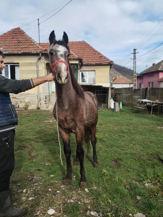 Vând o iapa de 10 ani cuminte și garantată fără defecte și un mânz