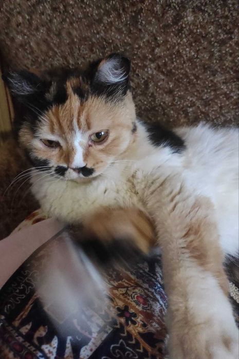 Ищем ответственных хозяев