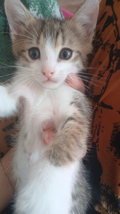 В добрые руки котят