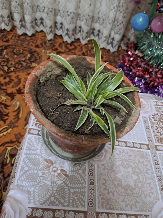 Хлорофитум - очиститель воздуха