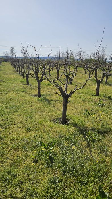 Taieri de fructificare si formare pomi fructiferi