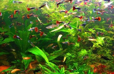 Рыбки в Афалине. Навои Торайгырова