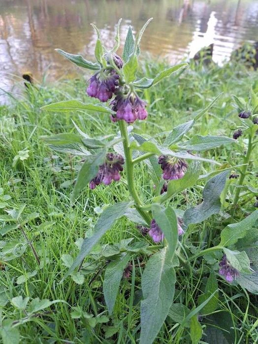 Tataneasa booking 14