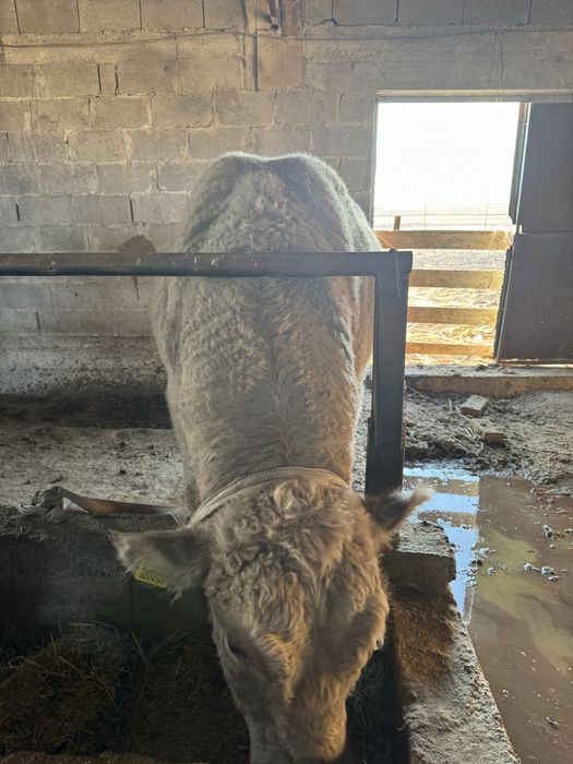 Аулиеколь тұқымдыққа арналған бұқалар