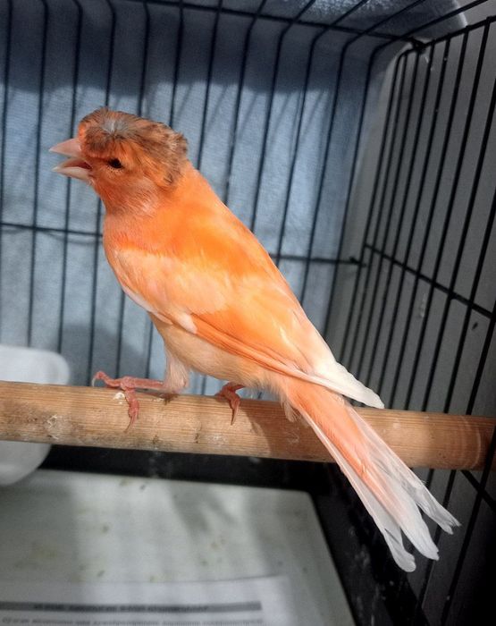 Kanareka shmeldan chiqqan Chubli qora bosh maladoy nar sotiladi