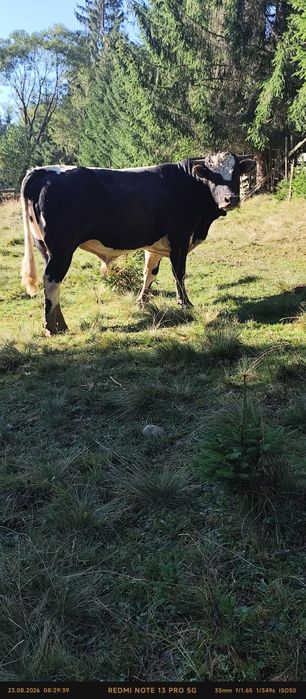 Vând  Taur cu vârsta de 2 ani.