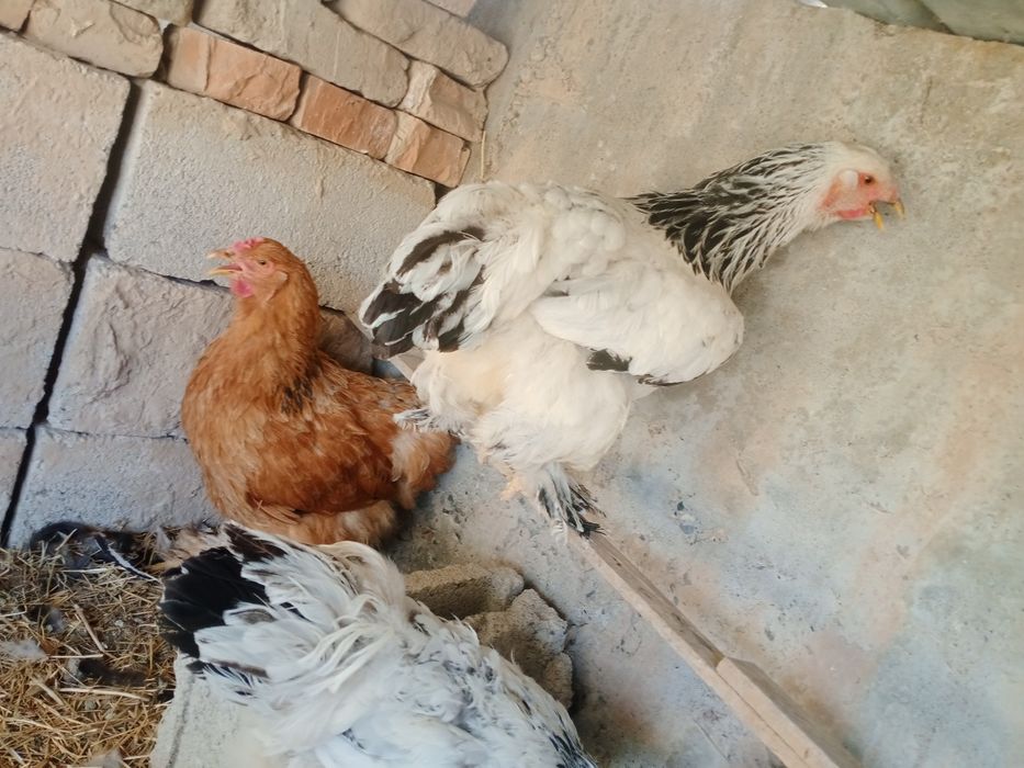 Brama sotiladiii