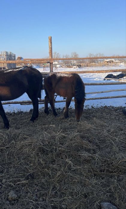 Продам жабагы еркек !