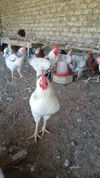 Adler xorozlari 25 bor