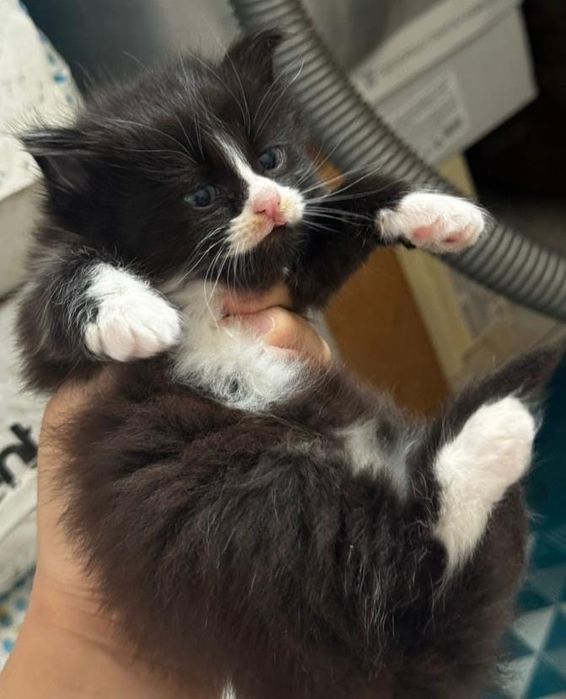 Мейн кун котята классик биколор