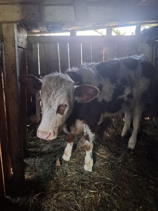 Vaca baltata romaneasca