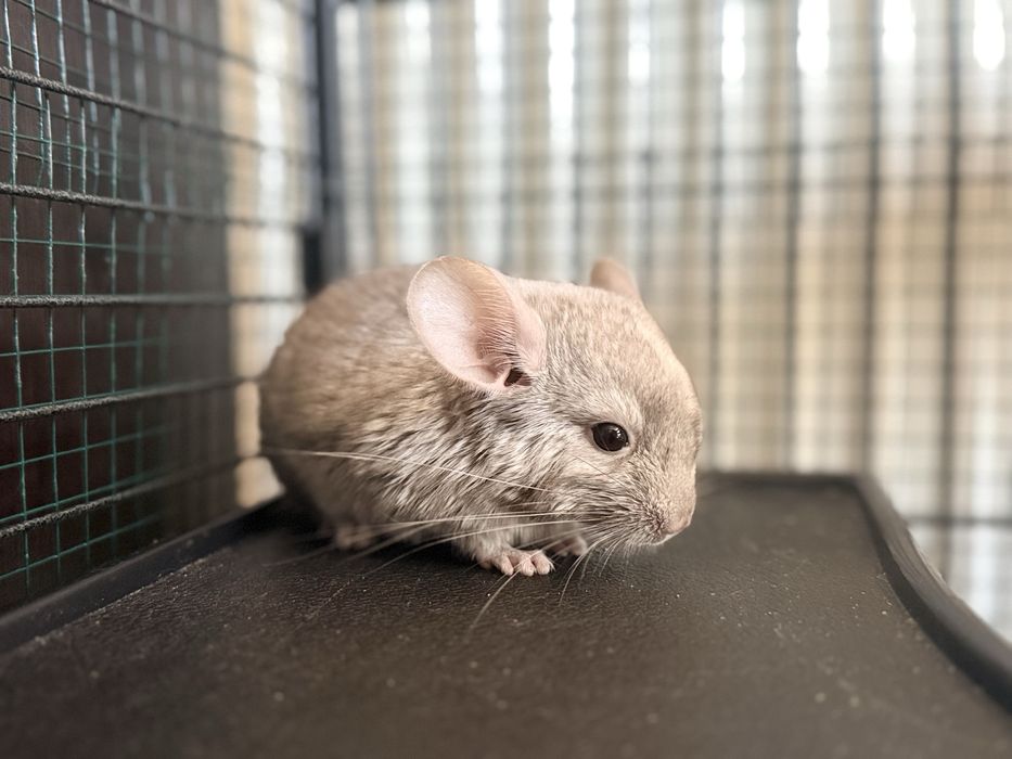 Pui chinchilla bej-gri