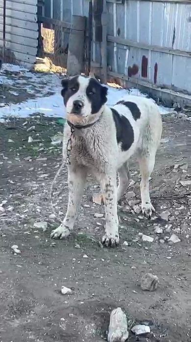 Алабай сатылады.