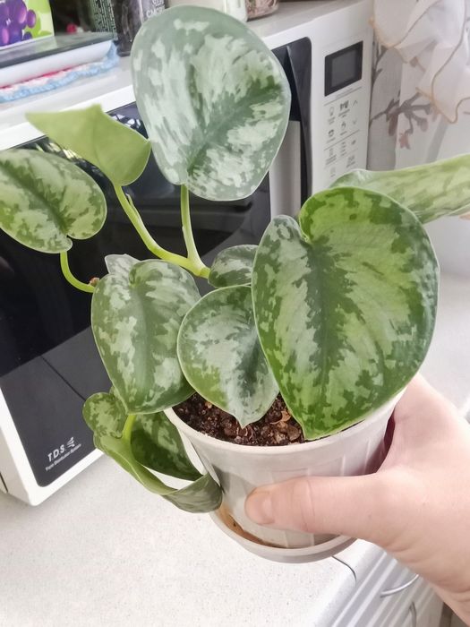 Сциндапсус продам