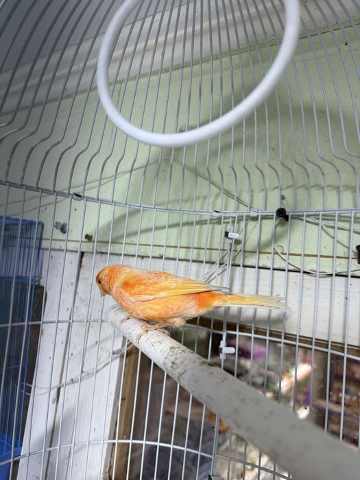 Канарейка. Пающый (Самка Самец)