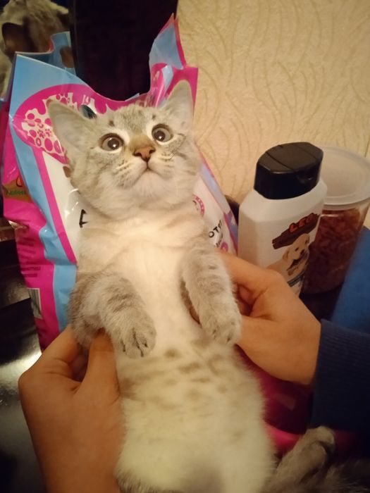 Bengaliskiy muwuk bolasi sotiladi