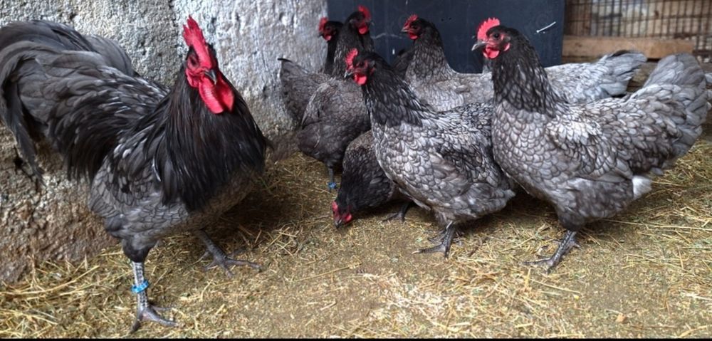Australorp albastru-ouă pt incubat.