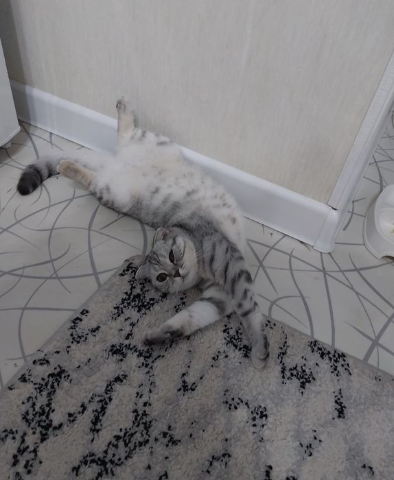 Ищем котика для вязки