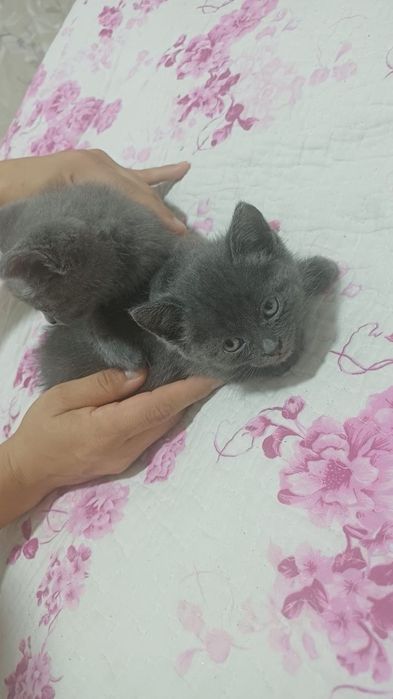 Продаюца Сиамские котята