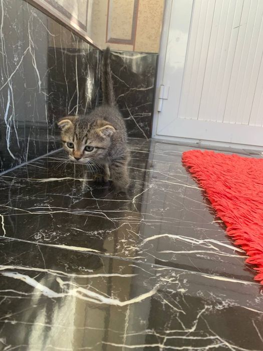 Котята/ mushukchalar/ kittens